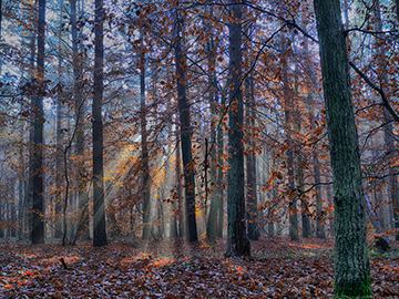 natur